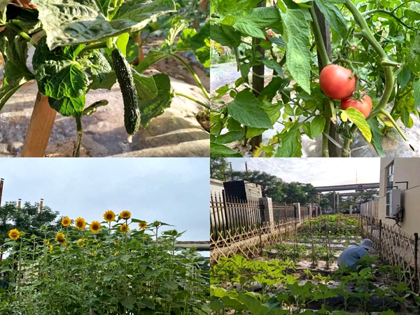小菜園.jpg