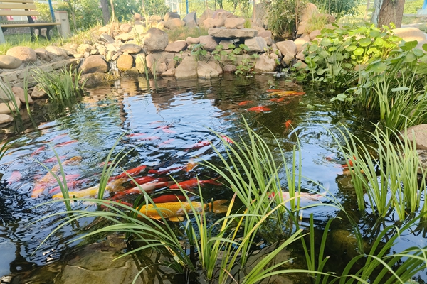 職工自建生態水池_副本.jpg